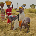 Sénégal: pour un leadership féminin plus affirmé dans la recherche agricole