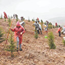 81 ile Deprem Şehitleri Ormanı