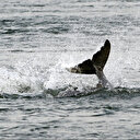 Au Cambodge: les derniers dauphins de l'Irrawaddy luttent pour leur survie