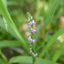 Japon: découverte d'une nouvelle espèce d'orchidée ressemblant à du verre