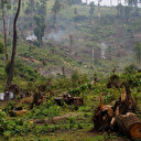 Changements climatiques: La déforestation mise à l’index