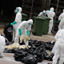 Un cas d’infection à la grippe aviaire détectée dans la ville chinoise de Zhongshan