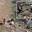Altın değerinde: Yanan ormanlık alanda yetişti köylüler her yerde onu arıyor