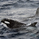 Au large de l'Afrique du Sud, des orques tueuses de requins