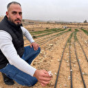 Bishr Al-Dhénibet… Un jeune Jordanien sauve le safran de Moab de l'extinction