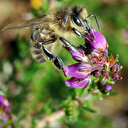 Les abeilles urbaines nous dévoilent une vie invisible cruciale pour notre santé