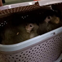 Yurda kaçak olarak sokulmaya çalışılan maymun yavrularına el konuldu