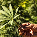 Maroc: Inauguration de la première usine de cannabis à usage alimentaire et médicamenteux