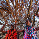 Les Massaï, une tribu ancestrale d’Afrique orientale