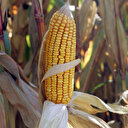 Culture du maïs: la Zambie met des terres à la disposition du Kenya