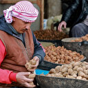 Ramasser des truffes en Syrie, un gagne-pain périlleux
