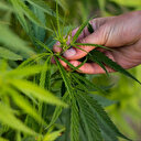 Kenevir yetiştiriciliği Tarım ve Orman Bakanlığının iznine tabi olacak