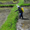 La Tunisie est le deuxième marché des exportations européennes des pesticides chlorpyrifos