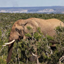 Cinq éléphants abattus au Tchad, craintes d'une reprise du braconnage