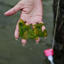 Océans: des chercheurs mettent un prix sur les services rendus par des forêts d'algues