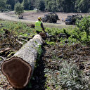 L'UE vote la fin des importations de produits issus de la déforestation