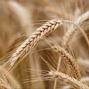 Tunisie: L'UTAP demande une hausse exceptionnelle des prix d'achat des céréales auprès des collecteurs