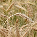 La Bulgarie interdit l'importation des céréales ukrainiennes