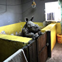 Afrique du Sud: millionnaire cherche remplaçant pour sauver les rhinocéros