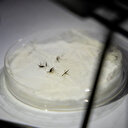 La Türkiye ne signale aucun cas de paludisme