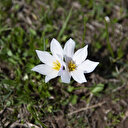 Türkiye: Les crocus et les jonquilles "annonciateurs du printemps" fleurissent à Tunceli