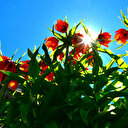 Bu çiçeği koparmanın bedeli çok ağır