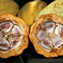 Côte d’Ivoire: la production de cacao en hausse de 5,85%