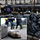 Paris'te grev yapan çalışanlar belediyenin önüne ölü fareler yığdı