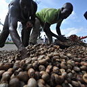 La Côte d’Ivoire pour une transformation locale de l’anacarde