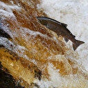 Le montant des exportations de saumon turc en hausse de 77% au premier trimestre 2023