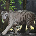 Inde: le nombre de tigres sauvages dépasse 3.000