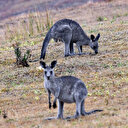 Australie: Tuer les kangourous pour leur épargner la famine