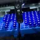 Un possible antidote à l'amanite phalloïde, le champignon le plus mortel au monde