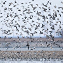 Effondrement des oiseaux en Europe: des chercheurs pointent l'agriculture intensive