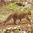 Nesli tükendiği düşünülen Anadolu Parsı 18 ilde aranacak