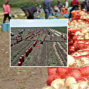 Adana'da hasat sürüyor: Soğanın fiyatı düştü