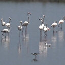 Tunisie / La Sebkha de Korba: les dangers de la pollution guettent une zone humide protégée