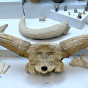 Sekiz bin 200 yıllık tarım objeleriyle insanlık tarihine ışık tutuyor