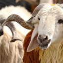 Diyanet açıkladı: Vekaletle kurban kesim bedelleri belli oldu