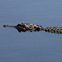 En France, fausse alerte au crocodile dans la rivière Dordogne
