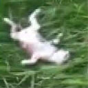 İstanbul Başakşehir’de vahşet: 20 kedi ölü bulundu