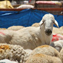 Diyanet'in kurban tebliği Resmi Gazete'de yayınlandı