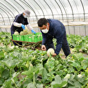 Japonya'da ilk hasat Yubari kavunları 3,5 milyon yene satıldı