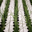 Tunisie / Culture hydroponique: Repenser l'agriculture pour une production durable