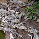 Cambodge: un homme dévoré par 40 crocodiles après avoir chuté dans un enclos