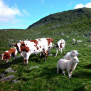 Depremde hayvanlarını kaybeden yetiştiriciler yenilerine kavuşuyor