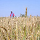 Algérie: un projet agricole initié dans le désert produit ses premières récoltes de blé