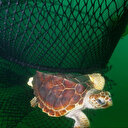 Les filets fantômes, fléau invisible des océans