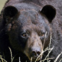 Un ours piégé dans une voiture délivré par la police américaine