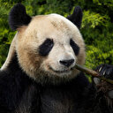 Le premier panda né en France part bientôt en Chine